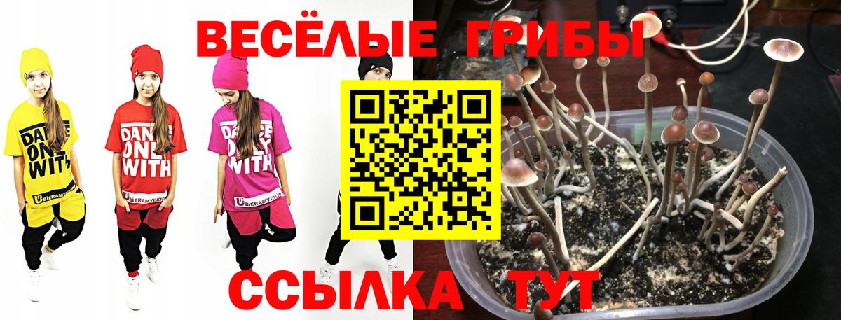 Галлюциногенные грибы Psilocybine cubensis  Галлюциногенные грибы GOLDEN TEACHER  Зеленодольск  Вход с VPN 